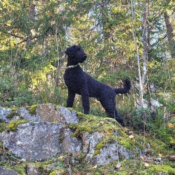 Hund - Storpuddel Pepper 