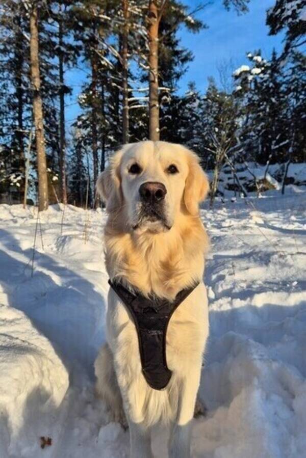 Hund - Golden retrievern Helix