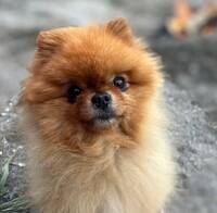 Poppy Pomeranian