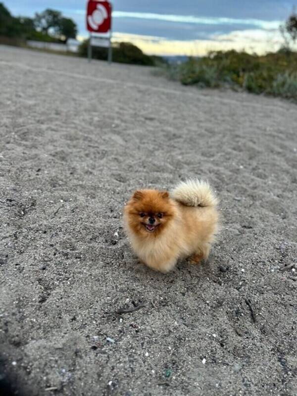 Hund - Poppy Pomeranian