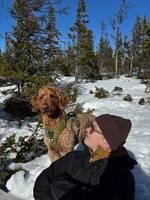 Goldendoodle Saka