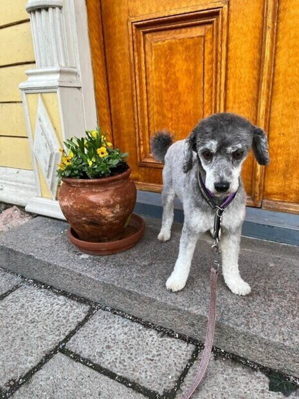 Hund - Dvärgpudel