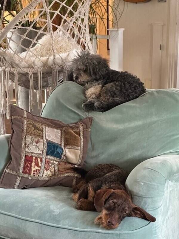 Hund - Dvärgtax Jerry och Bichon havanais Chill