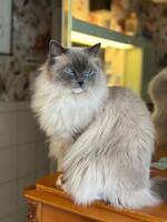 Ragdoll Adele