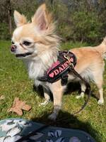 Chihuahuor