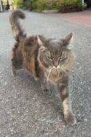 Kitty