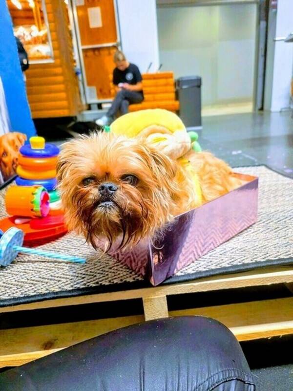 Hund