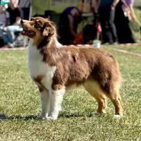 Australian Shepherd Eir