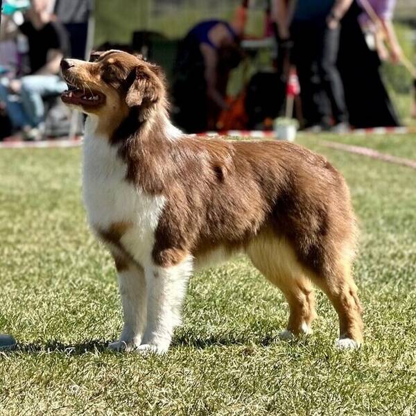 Hund - Australian Shepherd Eir