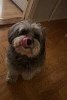 Cockerpoo Astrid
