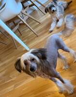 Chinese crested og Chinese crested powde