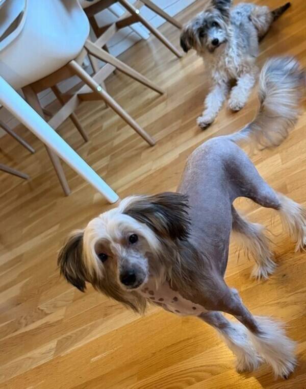 Hund - Chinese crested og Chinese crested powde