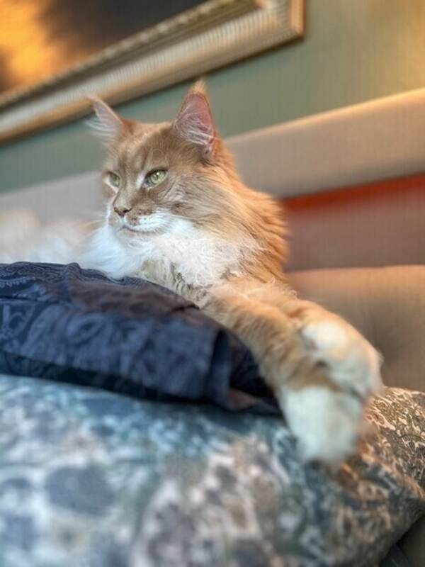 Katt - Chester