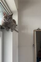 Katten ”Cookie”