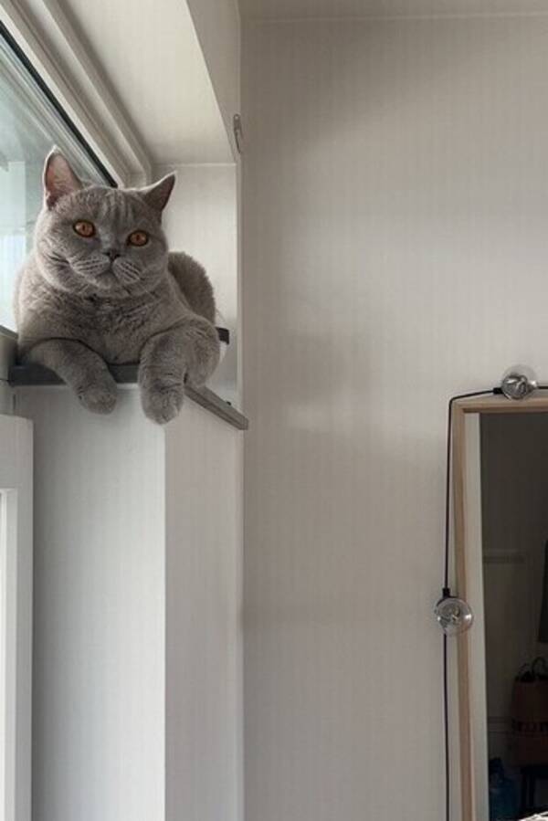Katt - Katten ”Cookie”