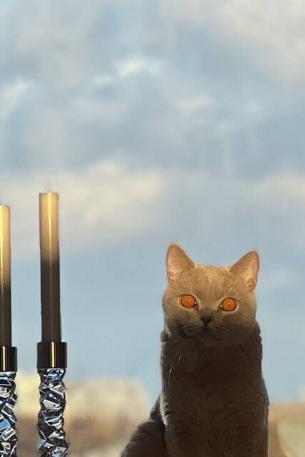 Katt - Katten ”Cookie”