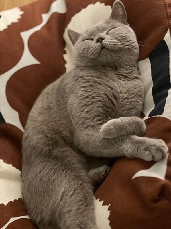 Katt - Katten ”Cookie”