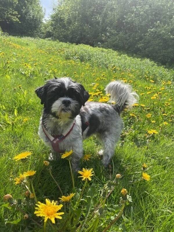 Hund - Sally
