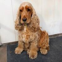 Cocker spanieln Lina