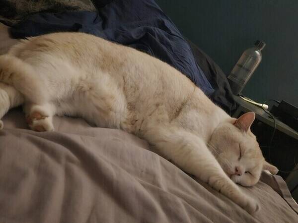 Katt - Brittisk korthårig. Namn Pissen