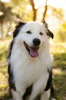 Australianshepard