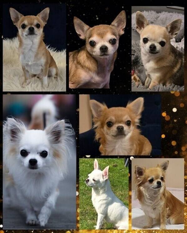 Hund - Chihuahua Korthår & Långhår