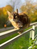 Rolig katt som er vant til mennesker.
