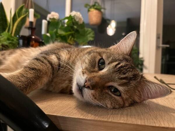 Katt - Rolig katt som er vant til mennesker.