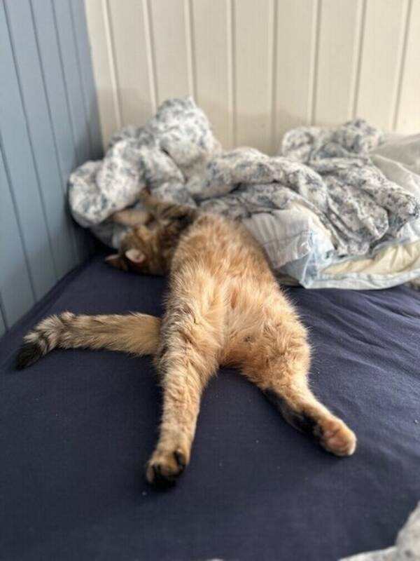 Katt - Rolig katt som er vant til mennesker.