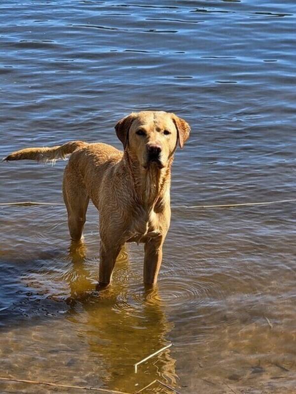 Hund - Milton