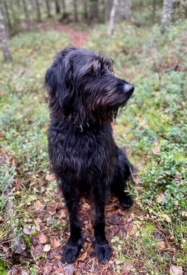 Hund - Labradoodlen Jack