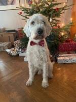 Labradoodle Harry