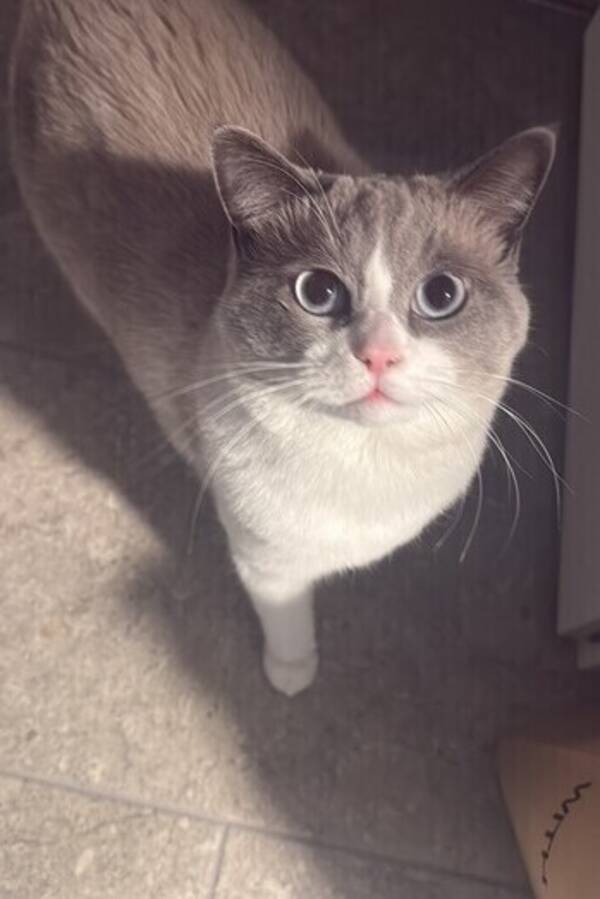 Katt - Blandat