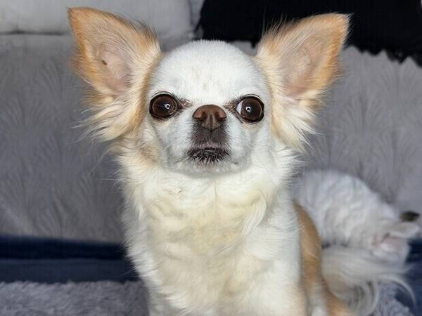 Hund - Tessy 