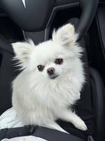 Pomchi