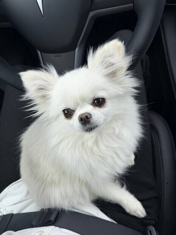 Hund - Pomchi