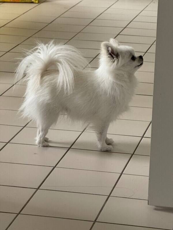 Hund - Pomchi