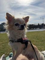 Daisy