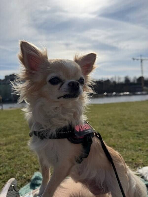 Hund - Daisy