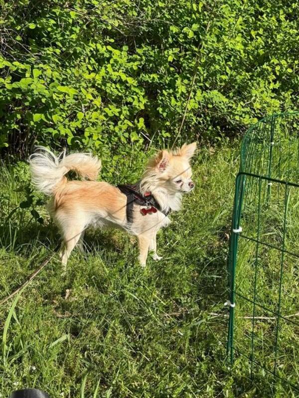 Hund - Daisy