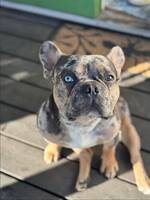 Franska bulldoggen Tiger
