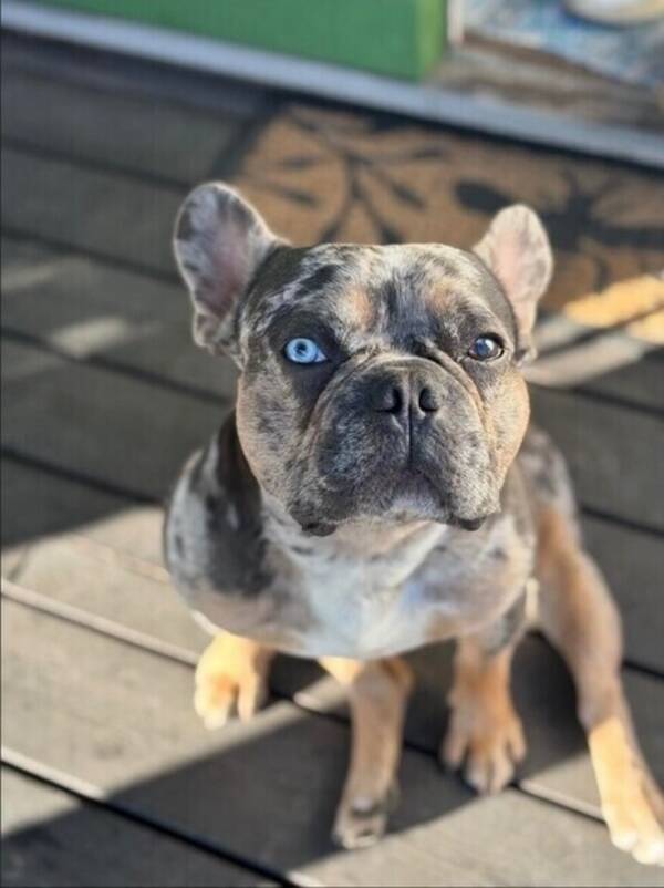 Hund - Franska bulldoggen Tiger