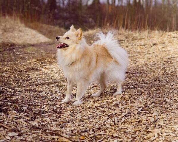 Hund - Mittelspitz