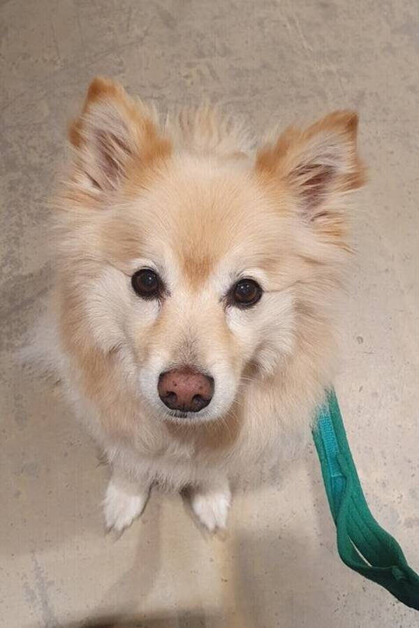 Hund - Mittelspitz