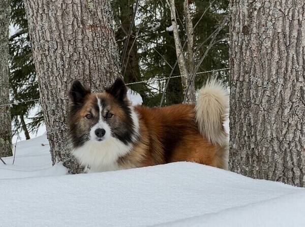 Hund - Tappi