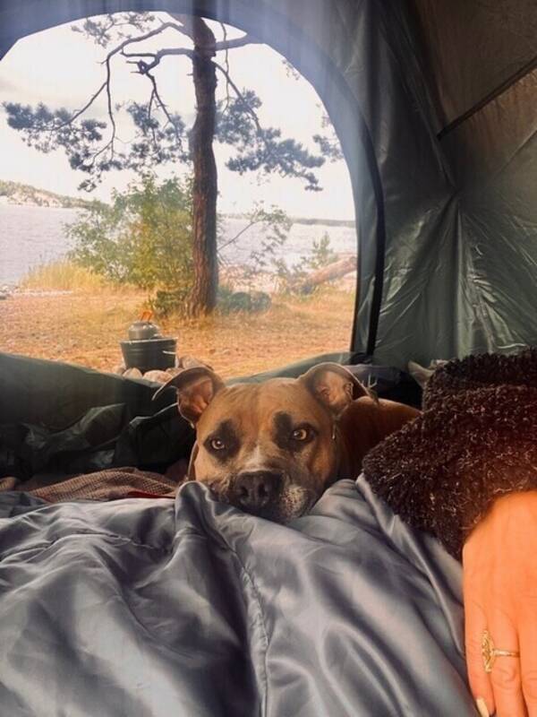 Hund - Amstaff 