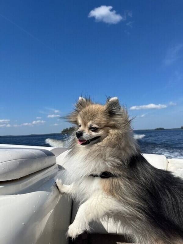Hund - Enzo 