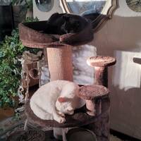 Yin och yang (stuff)
