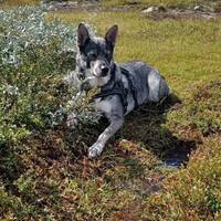 Jämthund Cindy 