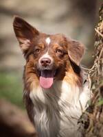 Miniature american shepherd